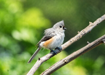 Tufted Titmouse